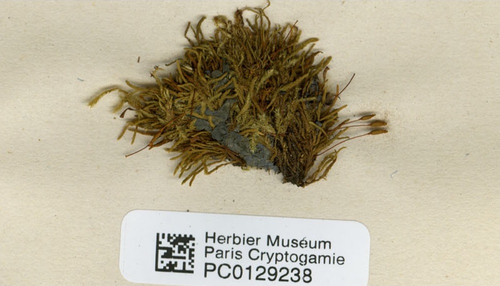 Представитель Семейства Regmatodontaceae